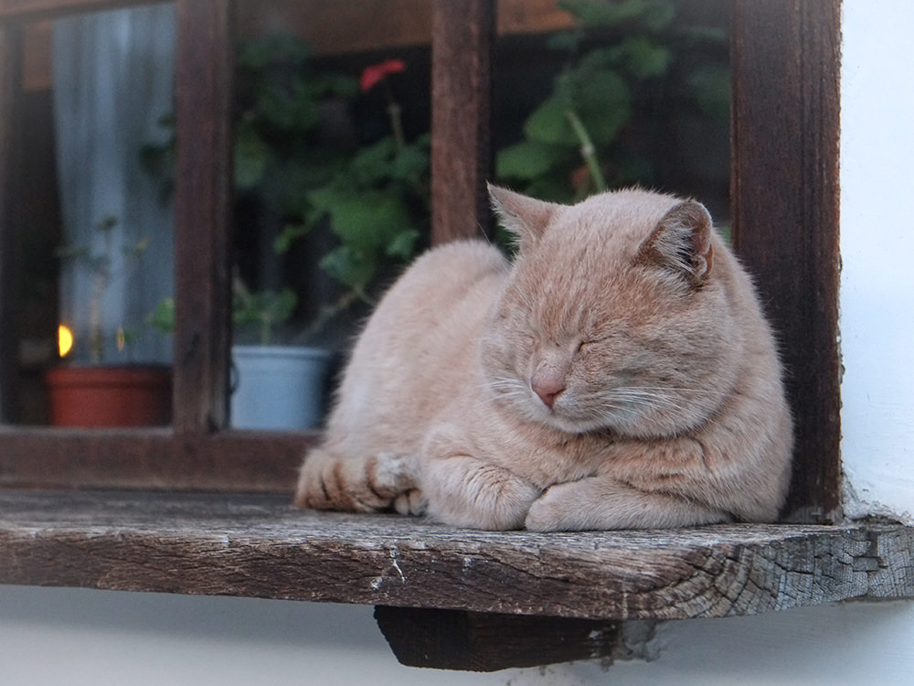Cat Laying in WIndowsill Cat Laying in Windowsill
