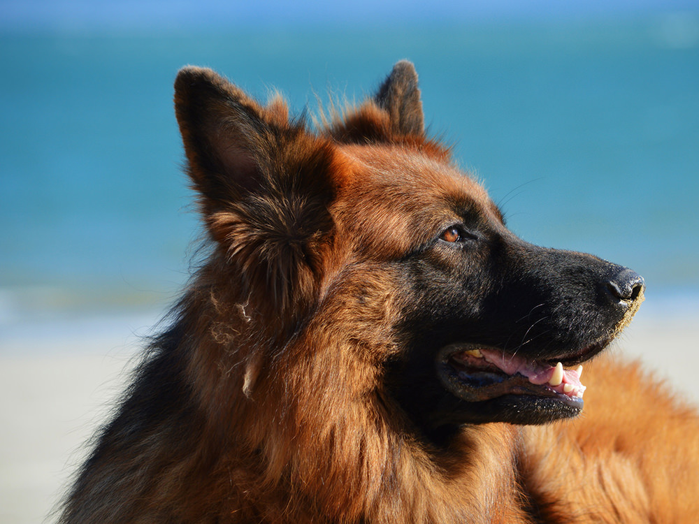 Dog Laying on Beach Dog Laying on Beach
