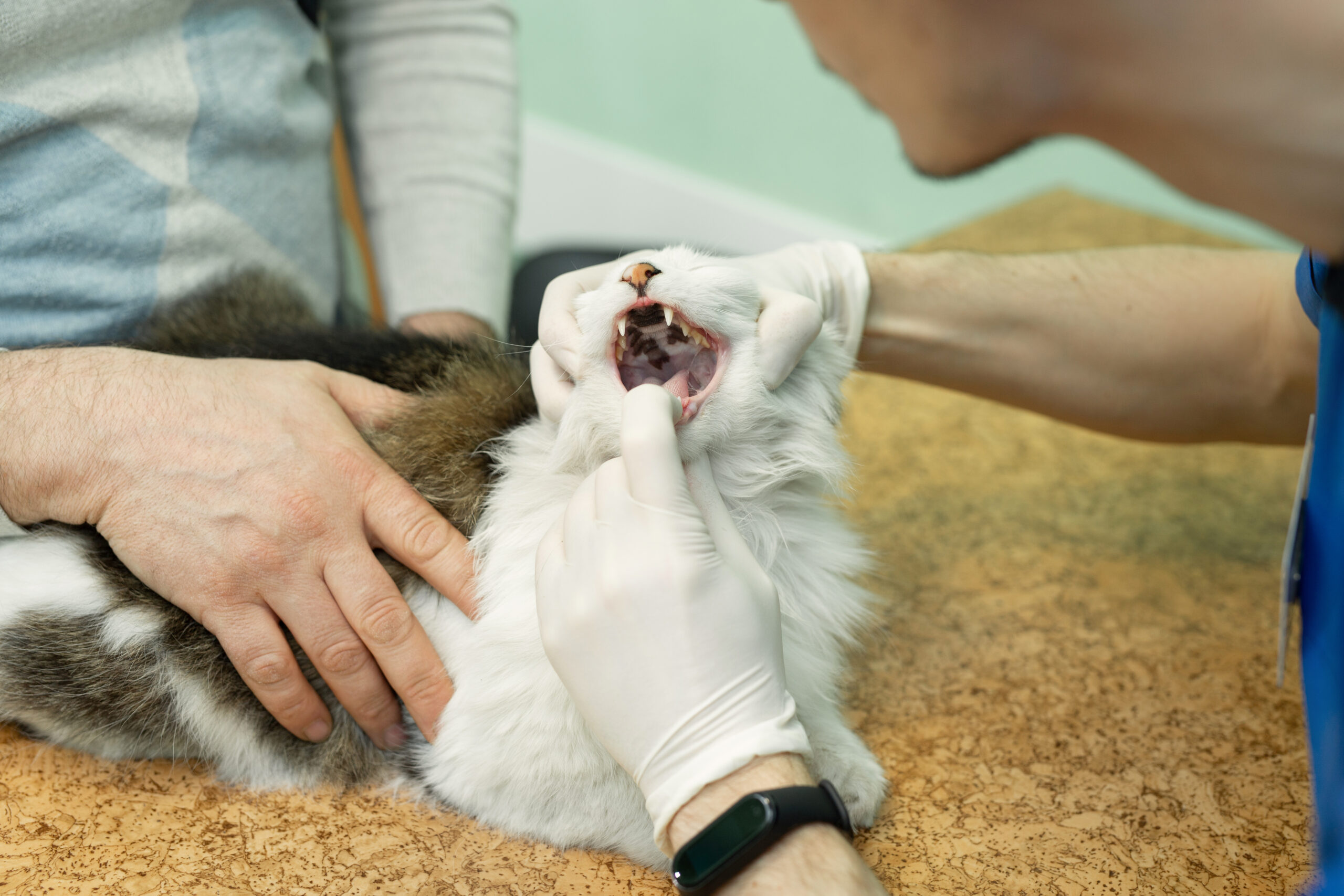 Cat having a check-up at a animal vet clinic.