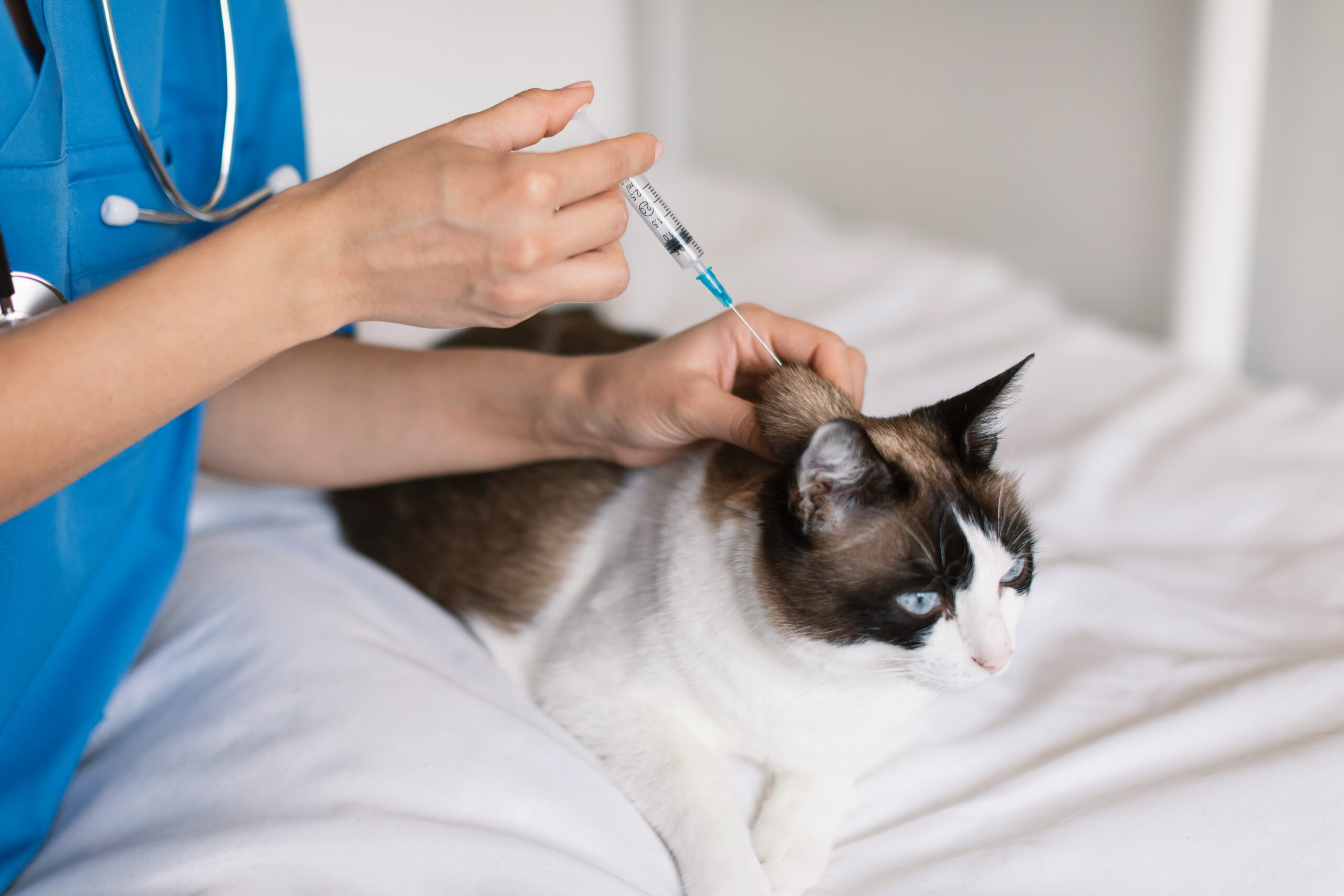 Nurse vaccinating a cat making vaccine injection at vet clinic