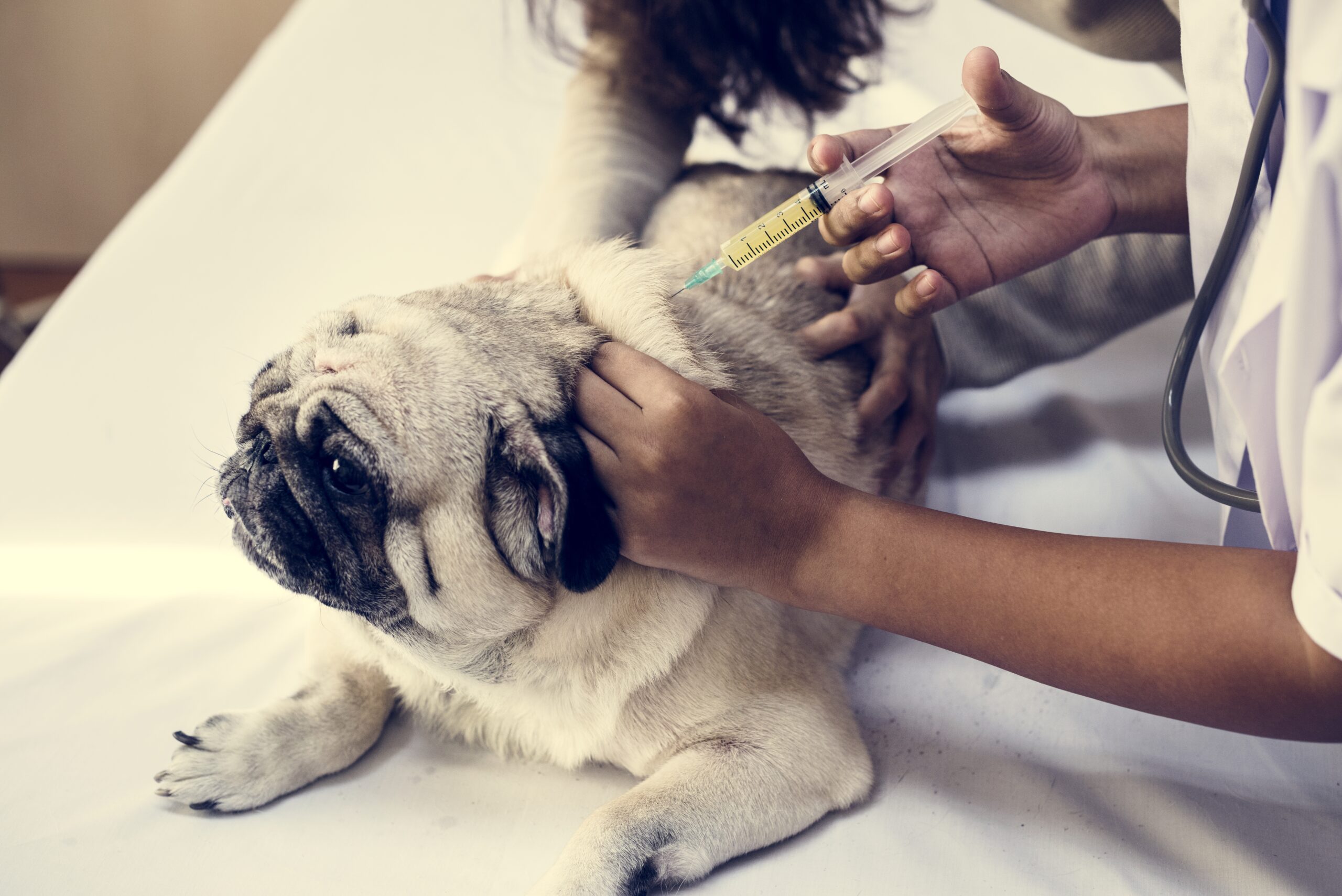 Pet pug having a vacination