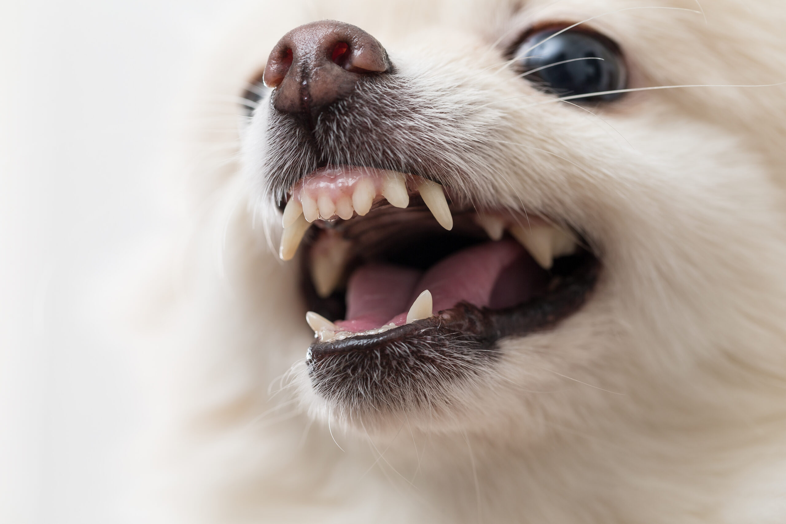 Pomeranian showing teeth