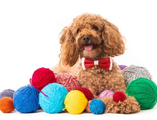 Reasons Why Poodles Make Great Pets