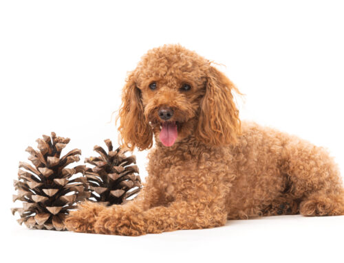 10 Tips For Looking After Poodles