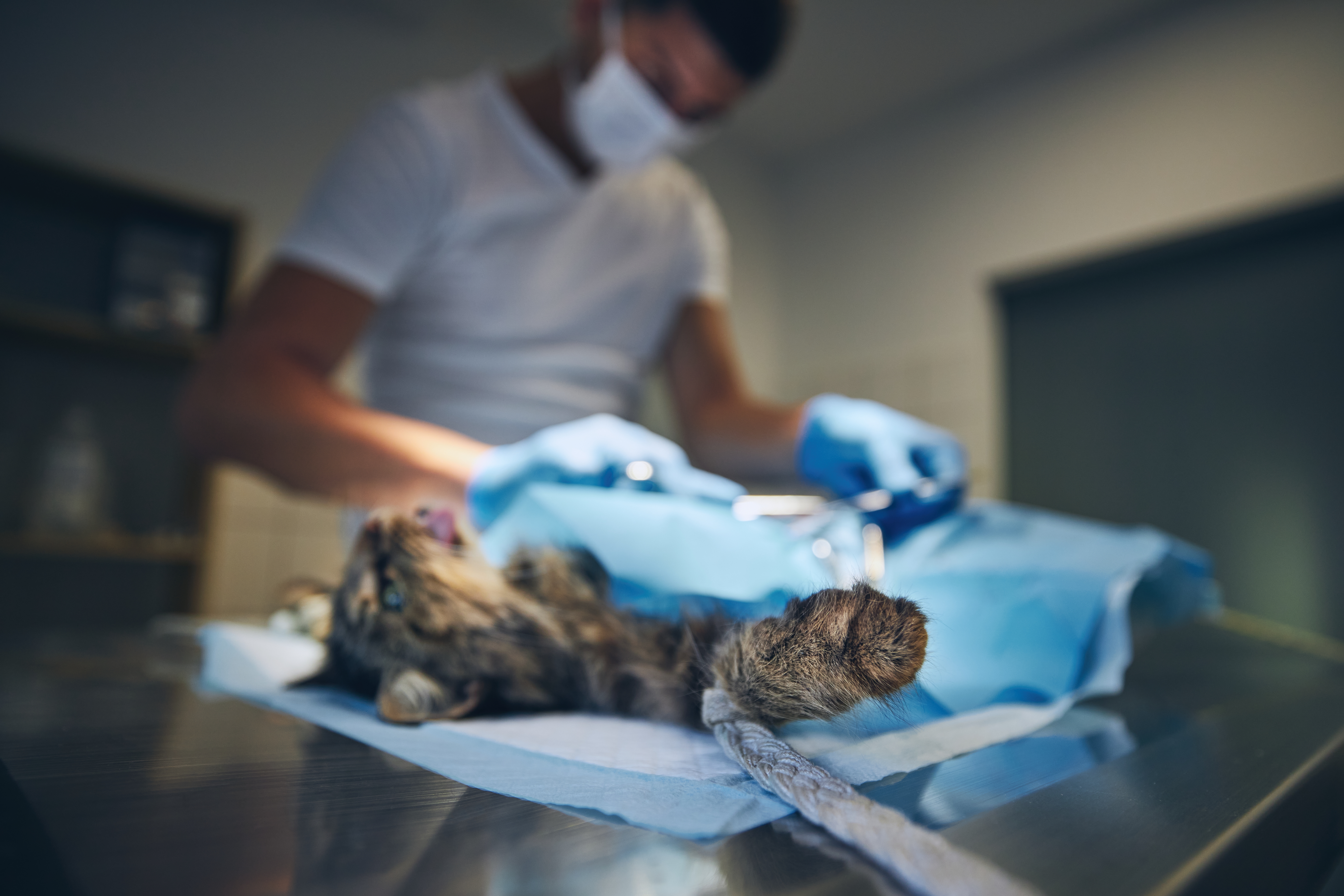 Surgery at animal hospital