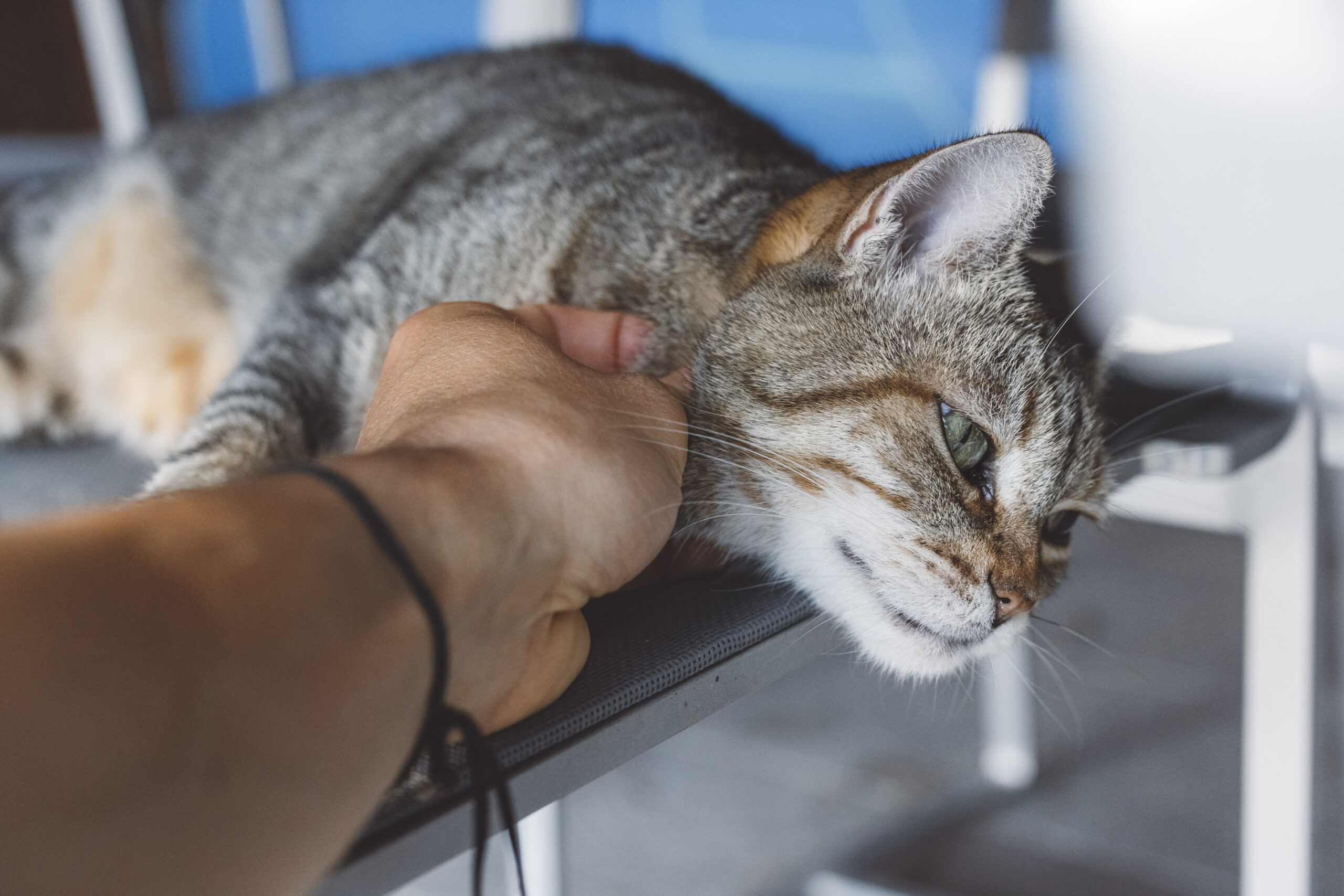 A relaxed tabby cat lying on a chair under a wooden table, with a calm expression. The setting is co