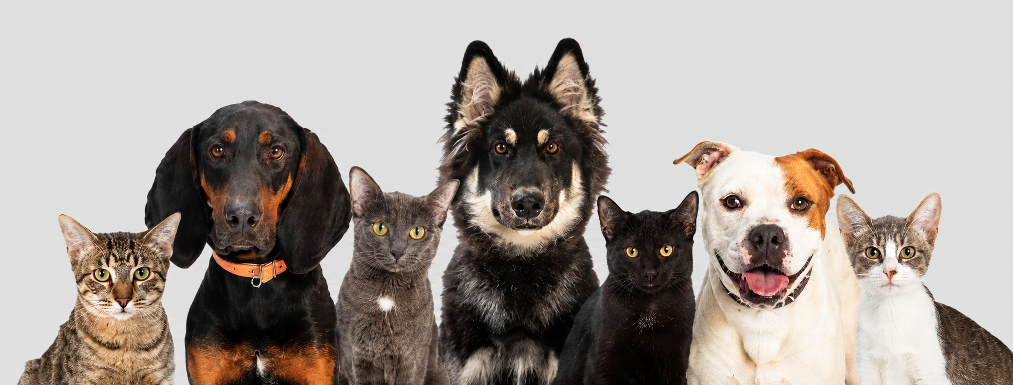 ANIMALS FRONT PAGE GREY